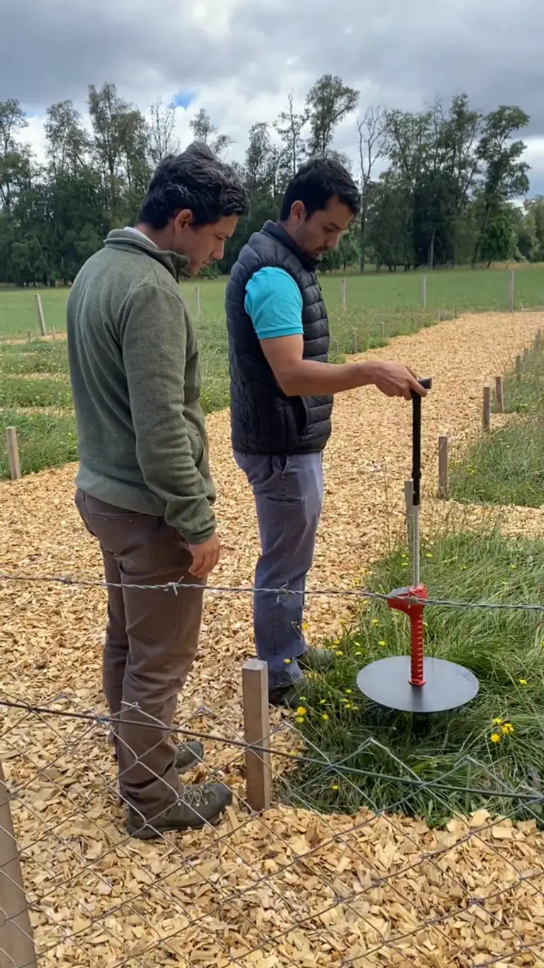 RILESUR impulsa ensayos en plantaciones de Avellano Europeo en la Región del Biobío
